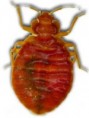 Dezinsekce